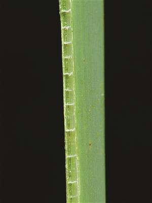 Laboratoire d'expertise et de diagnostic en phytoprotection - MAPAQ