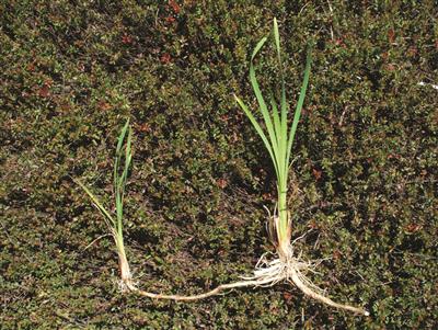 Laboratoire d'expertise et de diagnostic en phytoprotection - MAPAQ