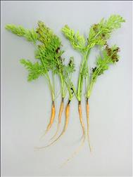Laboratoire d'expertise et de diagnostic en phytoprotection - MAPAQ