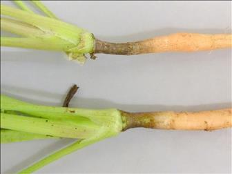 Laboratoire d'expertise et de diagnostic en phytoprotection - MAPAQ