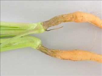 Laboratoire d'expertise et de diagnostic en phytoprotection - MAPAQ