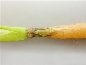 Laboratoire d'expertise et de diagnostic en phytoprotection - MAPAQ