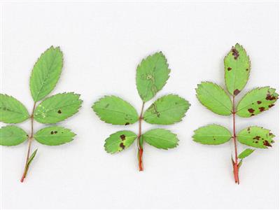 Laboratoire d'expertise et de diagnostic en phytoprotection - MAPAQ
