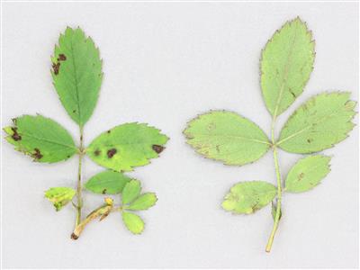 Laboratoire d'expertise et de diagnostic en phytoprotection - MAPAQ
