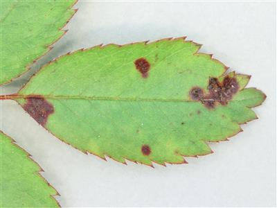 Laboratoire d'expertise et de diagnostic en phytoprotection - MAPAQ