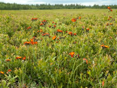 Laboratoire d'expertise et de diagnostic en phytoprotection - MAPAQ