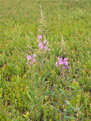 Laboratoire d'expertise et de diagnostic en phytoprotection - MAPAQ