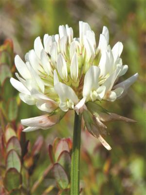 Laboratoire d'expertise et de diagnostic en phytoprotection - MAPAQ