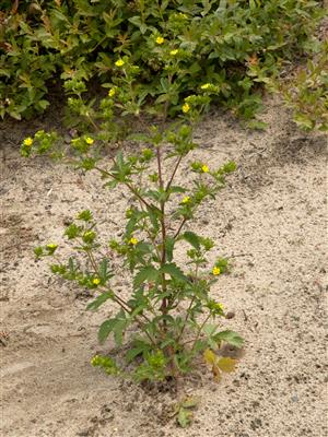Laboratoire d'expertise et de diagnostic en phytoprotection - MAPAQ