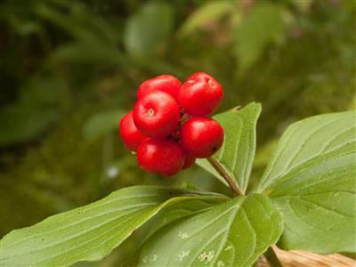 Laboratoire d'expertise et de diagnostic en phytoprotection - MAPAQ
