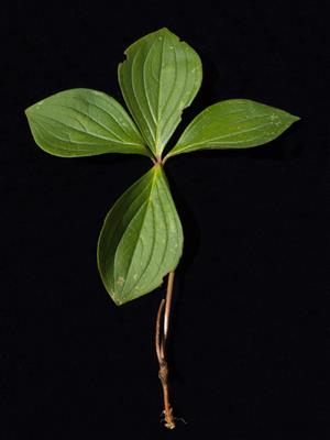 Laboratoire d'expertise et de diagnostic en phytoprotection - MAPAQ