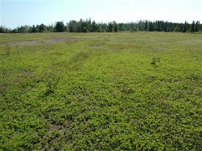 Laboratoire d'expertise et de diagnostic en phytoprotection - MAPAQ