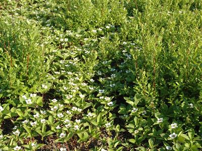 Laboratoire d'expertise et de diagnostic en phytoprotection - MAPAQ