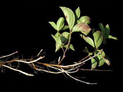 Laboratoire d'expertise et de diagnostic en phytoprotection - MAPAQ