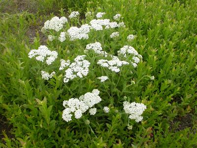 Flore du Québec :: Présentation = Achillée millefeuille [Achillea  millefolium]