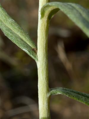 Laboratoire d'expertise et de diagnostic en phytoprotection - MAPAQ