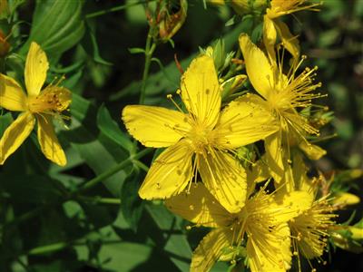 Laboratoire d'expertise et de diagnostic en phytoprotection - MAPAQ