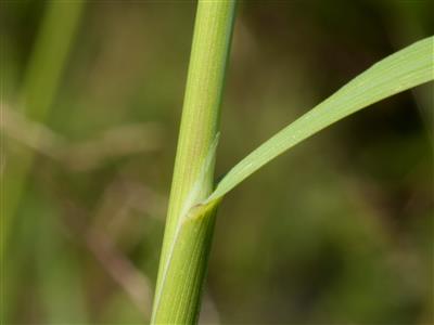 Laboratoire d'expertise et de diagnostic en phytoprotection - MAPAQ