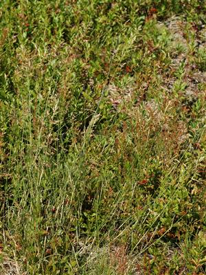 Laboratoire d'expertise et de diagnostic en phytoprotection - MAPAQ