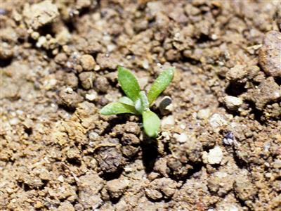 Laboratoire d'expertise et de diagnostic en phytoprotection - MAPAQ