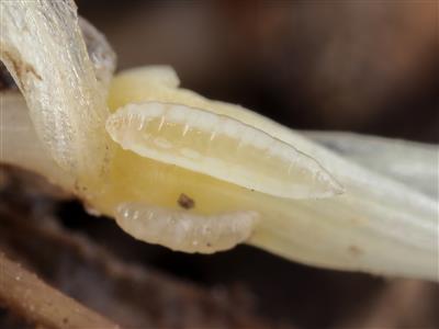 Laboratoire d'expertise et de diagnostic en phytoprotection - MAPAQ