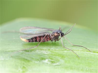 Laboratoire d'expertise et de diagnostic en phytoprotection - MAPAQ