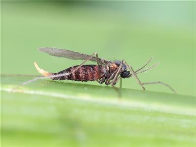 Laboratoire d'expertise et de diagnostic en phytoprotection - MAPAQ