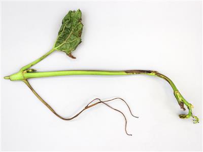 Laboratoire d'expertise et de diagnostic en phytoprotection - MAPAQ