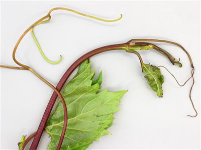 Laboratoire d'expertise et de diagnostic en phytoprotection - MAPAQ