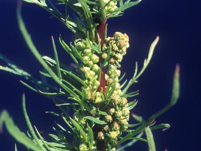Laboratoire d'expertise et de diagnostic en phytoprotection - MAPAQ