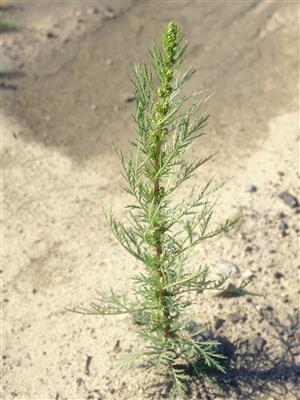 Laboratoire d'expertise et de diagnostic en phytoprotection - MAPAQ