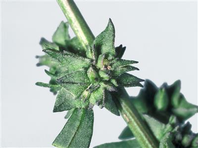 Laboratoire d'expertise et de diagnostic en phytoprotection - MAPAQ