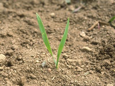 Laboratoire d'expertise et de diagnostic en phytoprotection - MAPAQ