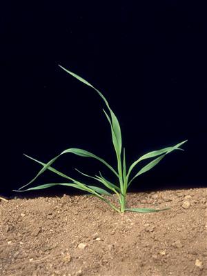 Laboratoire d'expertise et de diagnostic en phytoprotection - MAPAQ