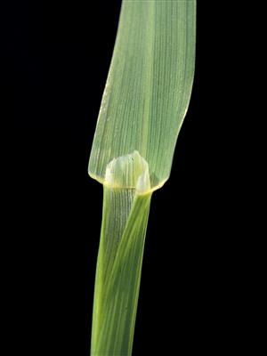 Laboratoire d'expertise et de diagnostic en phytoprotection - MAPAQ