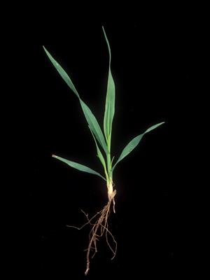 Laboratoire d'expertise et de diagnostic en phytoprotection - MAPAQ