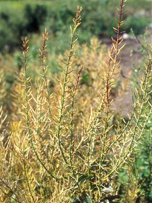 Laboratoire d'expertise et de diagnostic en phytoprotection - MAPAQ