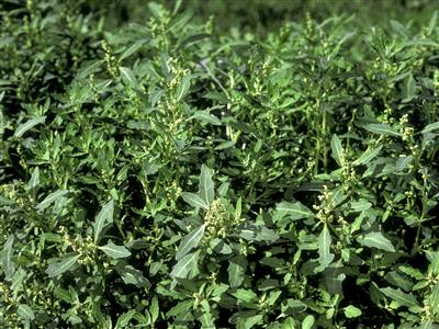 Laboratoire d'expertise et de diagnostic en phytoprotection - MAPAQ