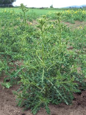 Laboratoire d'expertise et de diagnostic en phytoprotection - MAPAQ