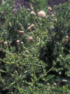 Laboratoire d'expertise et de diagnostic en phytoprotection - MAPAQ