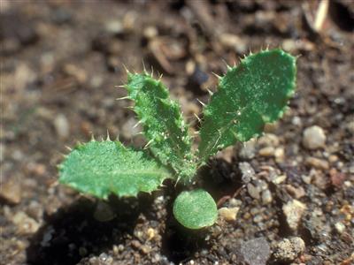 Laboratoire d'expertise et de diagnostic en phytoprotection - MAPAQ