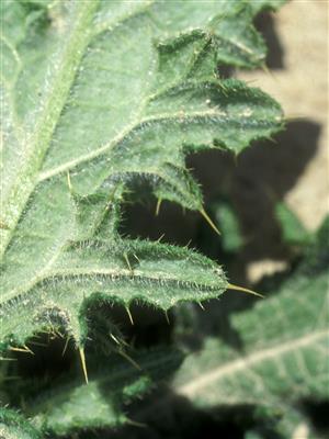 Laboratoire d'expertise et de diagnostic en phytoprotection - MAPAQ
