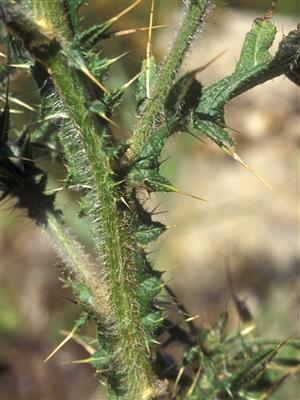 Laboratoire d'expertise et de diagnostic en phytoprotection - MAPAQ