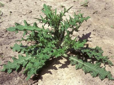 Laboratoire d'expertise et de diagnostic en phytoprotection - MAPAQ