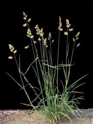 Laboratoire d'expertise et de diagnostic en phytoprotection - MAPAQ