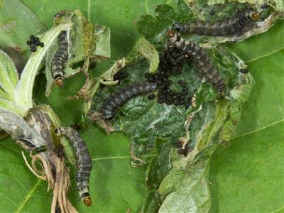Laboratoire d'expertise et de diagnostic en phytoprotection - MAPAQ