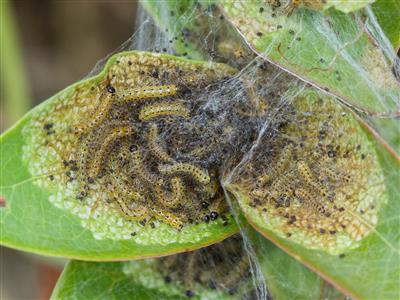 Laboratoire d'expertise et de diagnostic en phytoprotection - MAPAQ