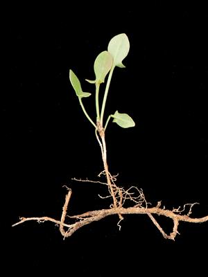 Laboratoire d'expertise et de diagnostic en phytoprotection - MAPAQ