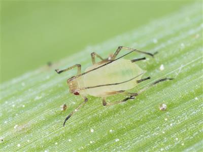 Laboratoire d'expertise et de diagnostic en phytoprotection - MAPAQ