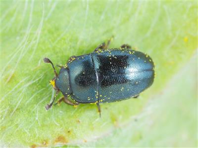 Laboratoire d'expertise et de diagnostic en phytoprotection - MAPAQ